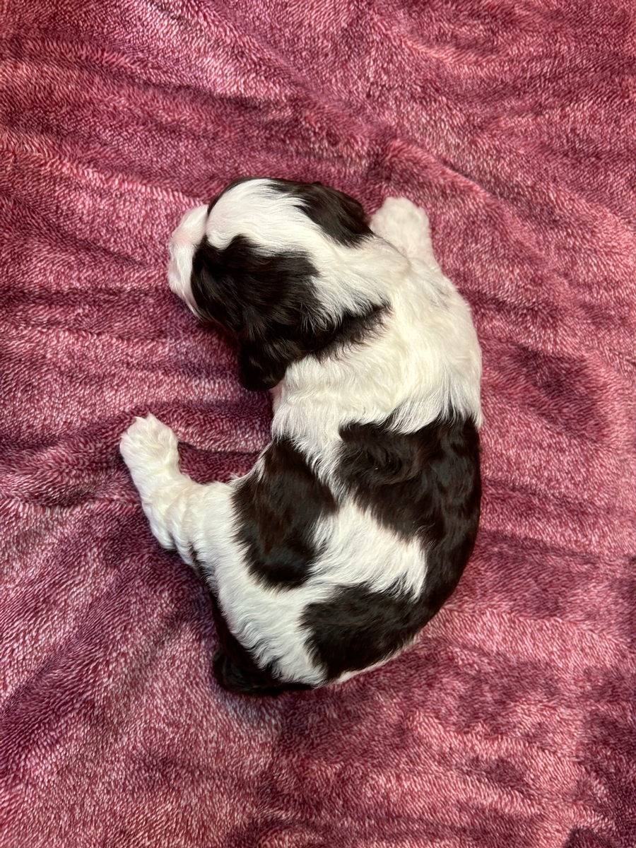 Chocolate and White F1 Male Cockapoo Puppy for Sale $950